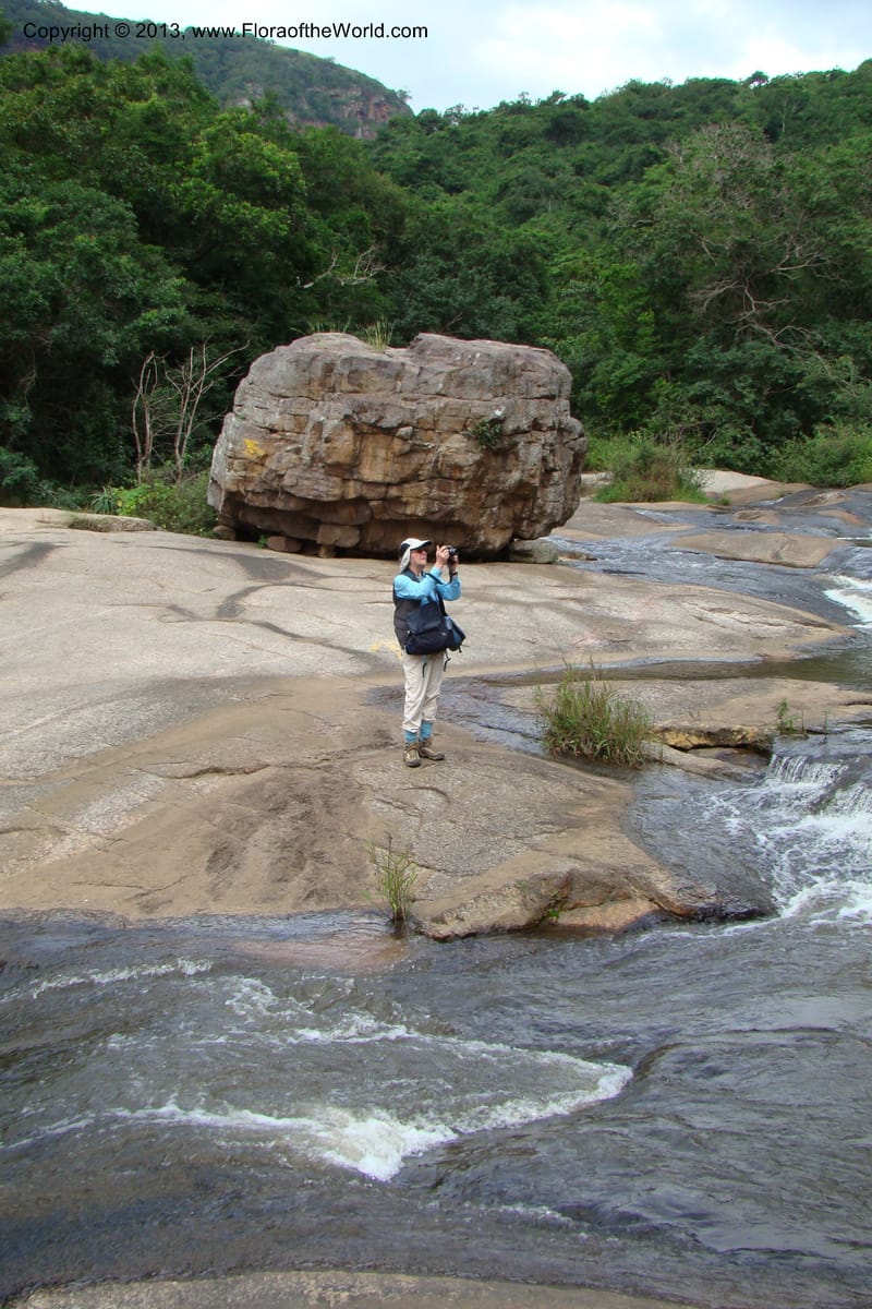 South Africa. KwaZulu-Natal. Krantzkloof Nat. Res. 24 Jan 09. 013.jpg