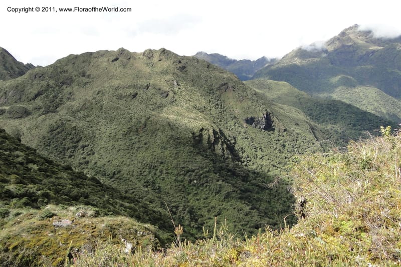 Ecuador. P. N. Sangay. 6 June 2011. 376.jpg