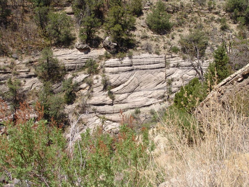 AZ. Coconino Co. Walnut Canyon Nat. Mon. 15 May 06. 115.jpg