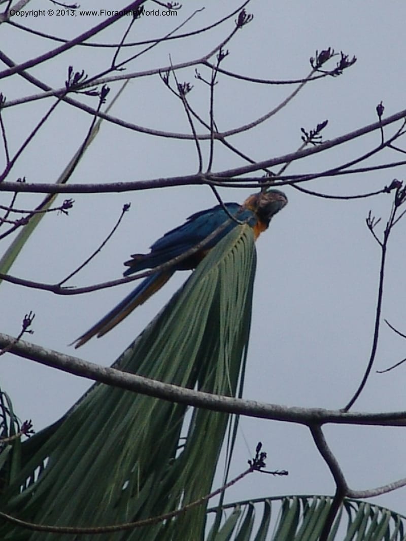 Macaw, blue and yellow--Bolivia.  Pq. Nal. Madidi. Margin of Laguna Chalalan. 22 Sep 06. 261.jpg