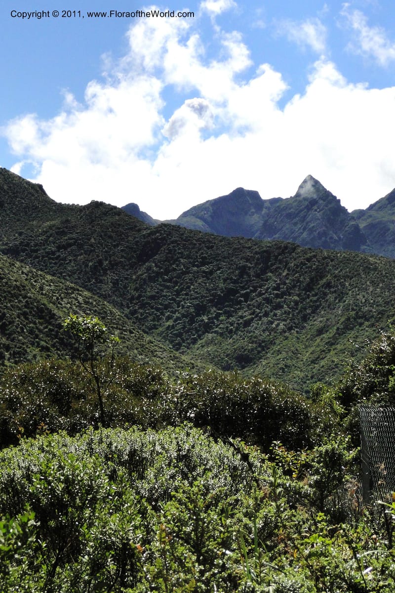 Ecuador. P. N. Sangay. 6 June 2011. 010.jpg