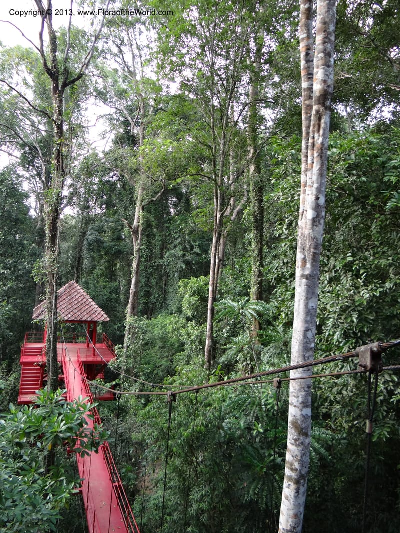 Thailand. Trang. Peninsula Bot. Gard. Thungkhai. 17 Nov 2012. DSC00231 (52).JPG