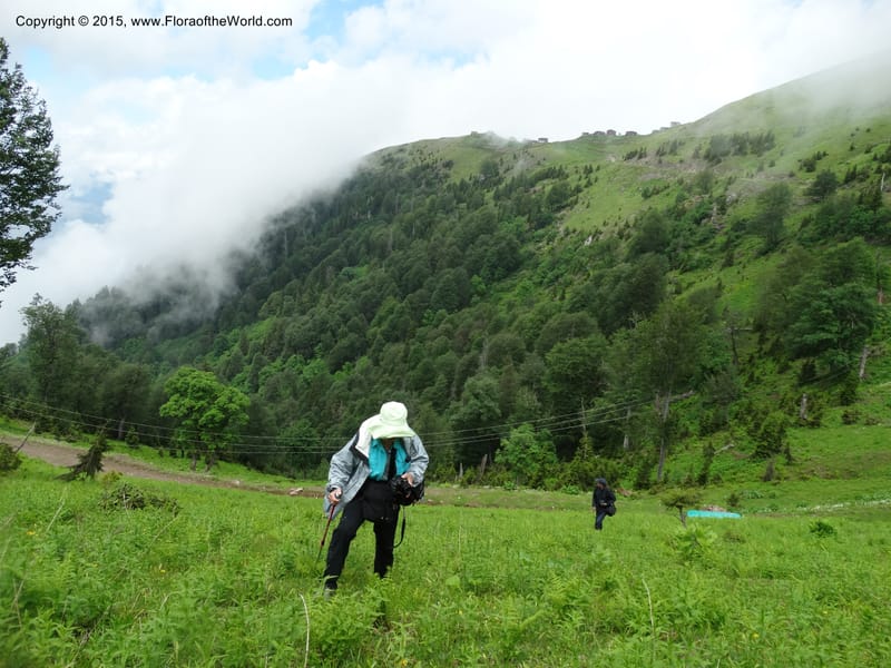 Georgia (Caucasus). Koslitavi, branch of Merisi Gorge. 11 Jun 2014. DSC08456 (223).JPG