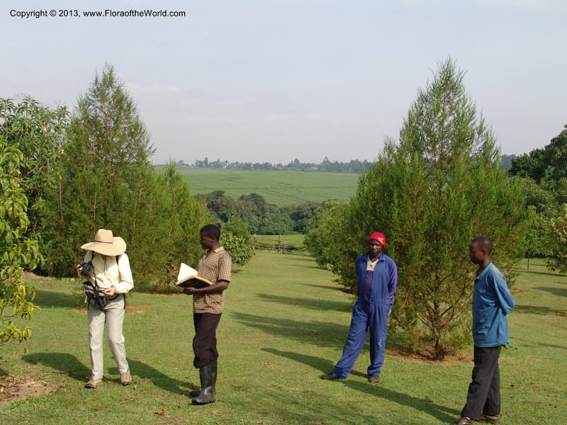 Kenya. Brooke Bond Tea Estate, Kericho. 10 July 04. 181 (13).jpg