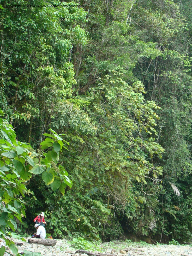 Costa Rica. Prov. Limon. Selva Bananito Lodge. 12 Apr 08. 264.jpg