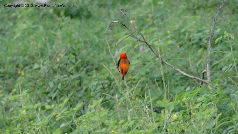 Tanzania. Birds along roadside. Kunduchi Beach Rd. 7 May 2010. 197.jpg