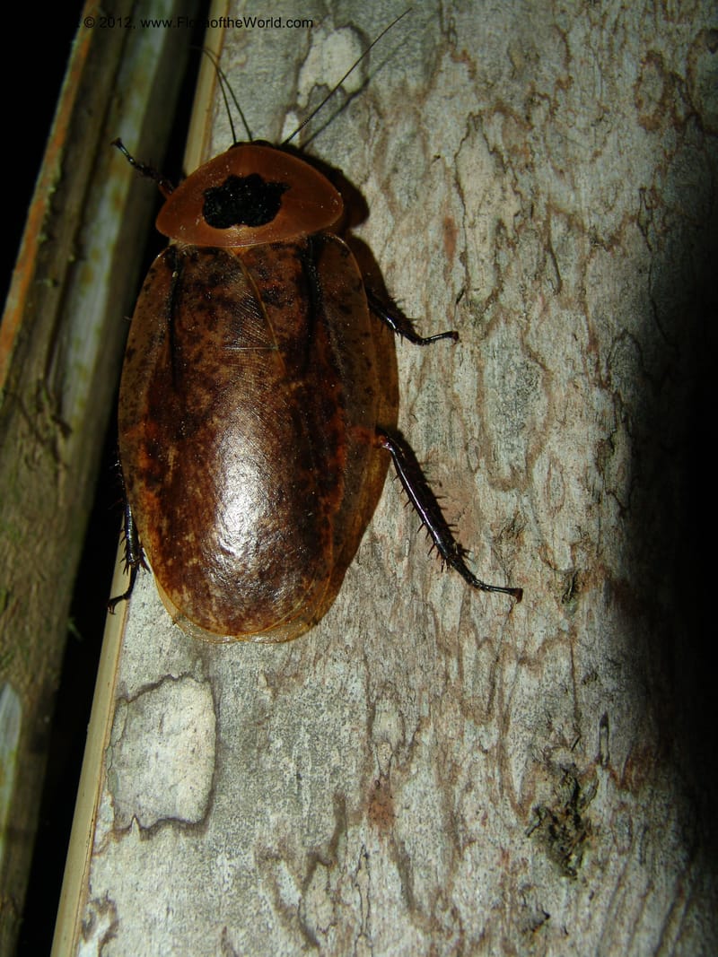 Ecuador. Prov. Pichincha. Res. Guaycuyacu. 10 Feb 05. 006.jpg