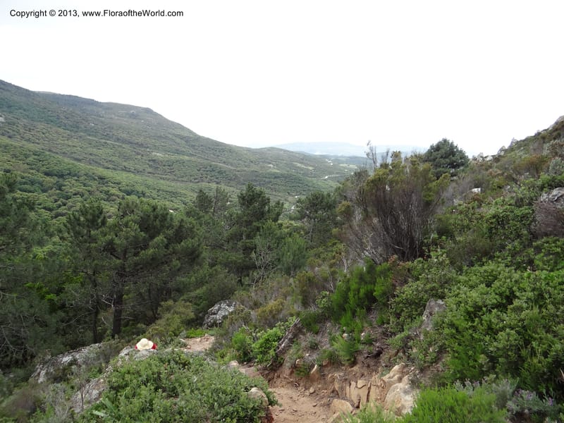 Spain. Andalucia. Parque Natural Alcornocales. 28 May 2013. DSC05381 (41).JPG