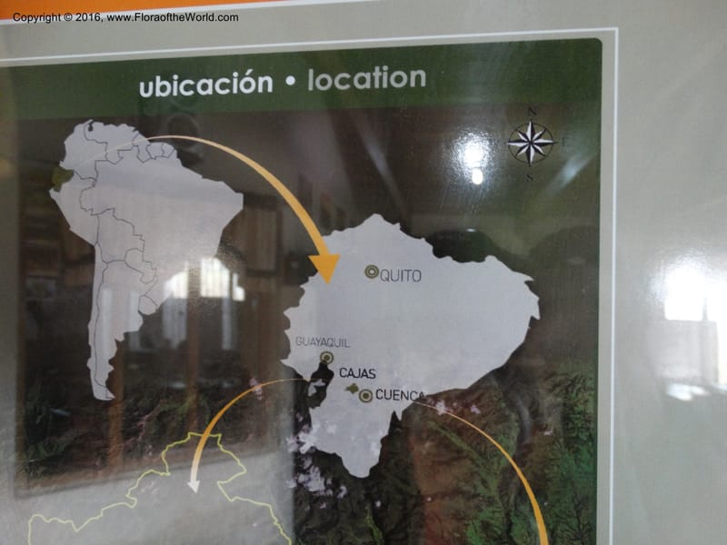 Ecuador. P. N. Cajas. 26 Apr 2015. DSC03197 (4).JPG