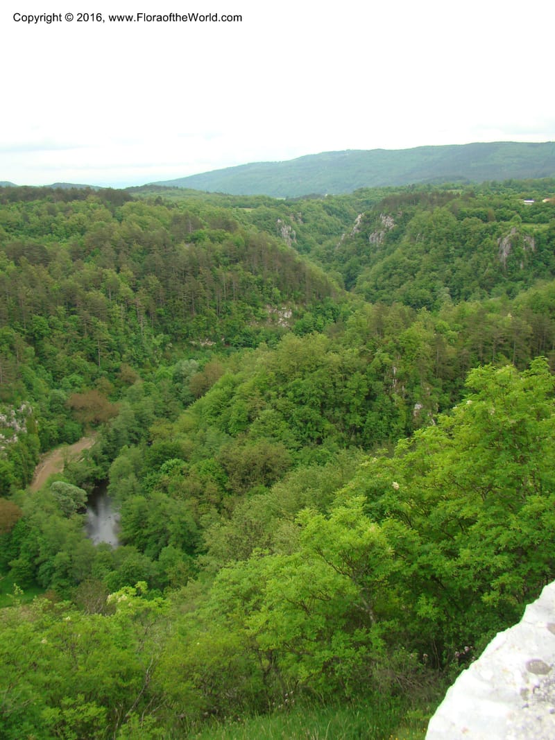Slovenia. 2 km W of Skocjan on Rd 301. 16 May 08. 002.jpg