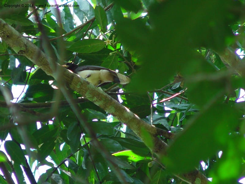 Brown jay--MX. Chiapas. MX190, Caret. V Suarez a Ocozocuatla.  16 Mch 03. 045.jpg