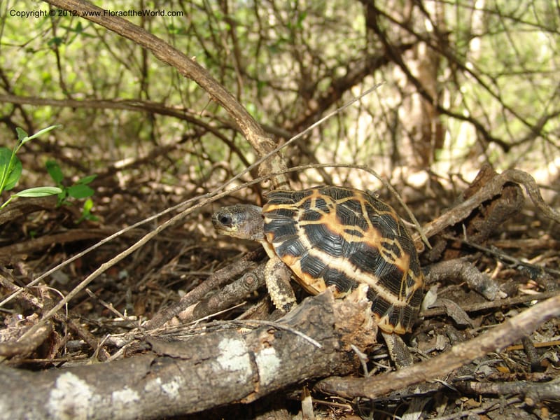 Turtle, juvenile--Madag. Prov. Toleara. Ifaty, Village Tortues. 15 Jan 06. 134.jpg