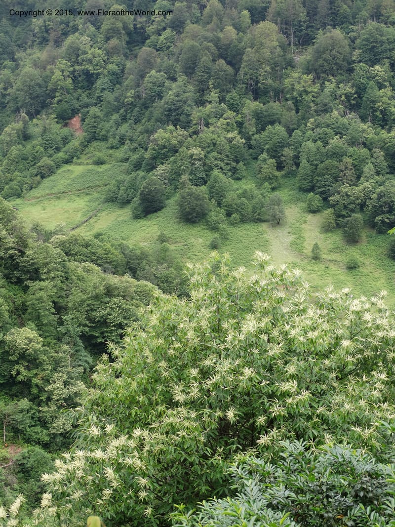 Georgia (Caucasus). Koslitavi, branch of Merisi Gorge. 11 Jun 2014. DSC08456 (664).JPG
