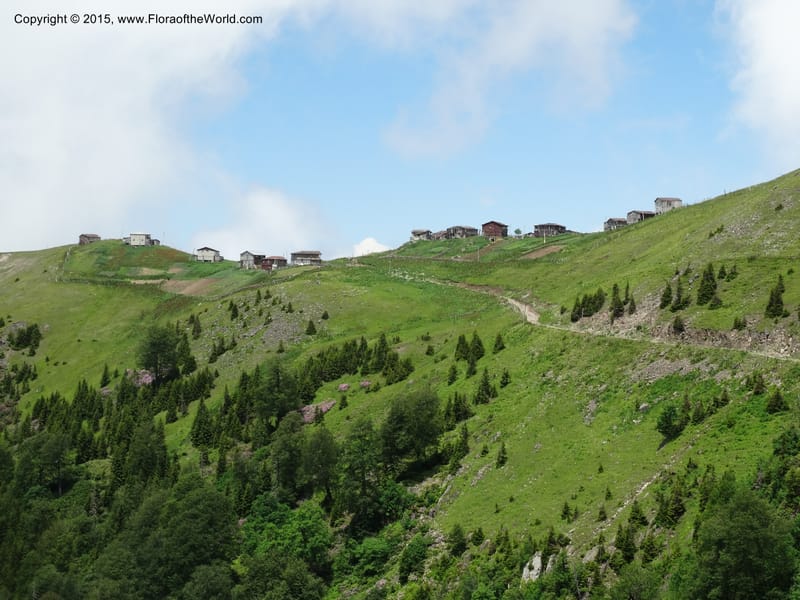 Georgia (Caucasus). Koslitavi, branch of Merisi Gorge. 11 Jun 2014. DSC08456 (275).JPG
