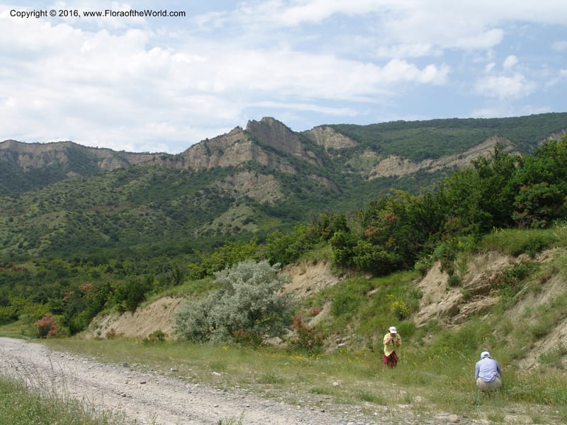 Georgia. Shio Mgvime Monastery road. 12 Jun 05. 350.jpg