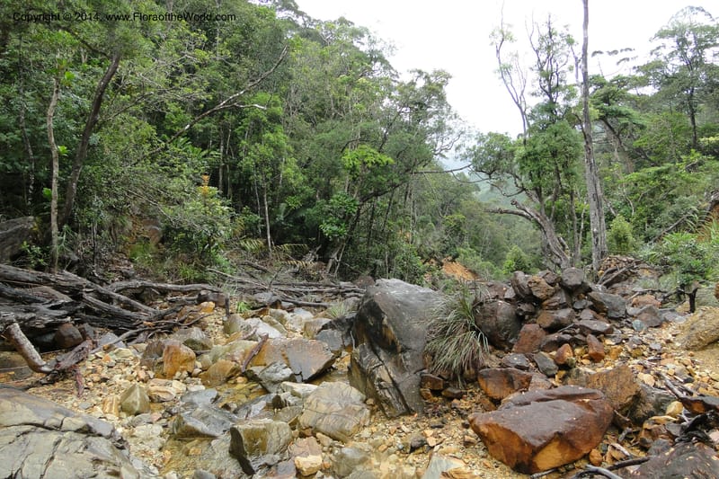 New Caledonia. Nodela Reserve. 19 Feb 2011. 090.jpg
