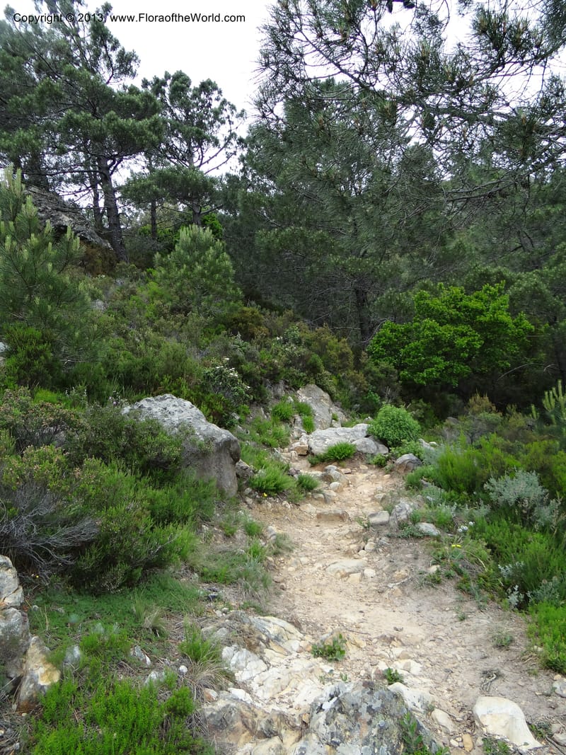 Spain. Andalucia. Parque Natural Alcornocales. 28 May 2013. DSC05381 (54).JPG