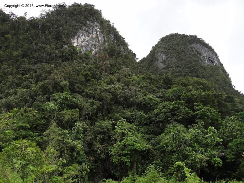 Malaysia, Sarawak. Gunong Tai Ton. 27 Mar 2012 (5).JPG