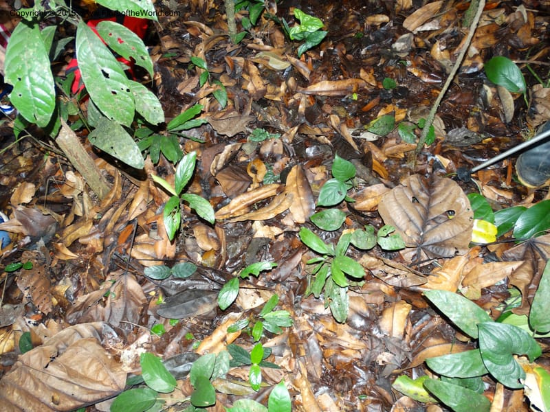 Cameroon. Korup Nat. Park. 22 Mar 2014. DSC03203 (53).JPG