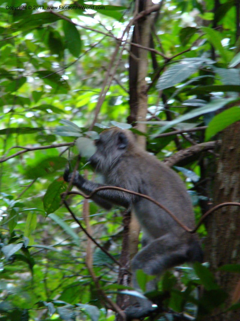 Singapore. Bukit Timah Reserve. 8 Mch 08. 084.jpg