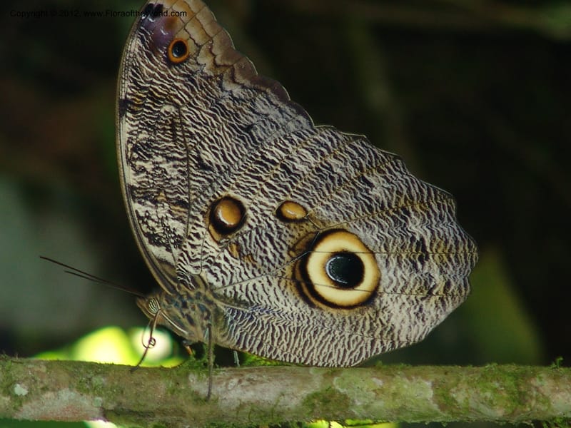 Ecuador. Prov. Pichincha. Tinalandia. 24 Feb 05. 293.jpg