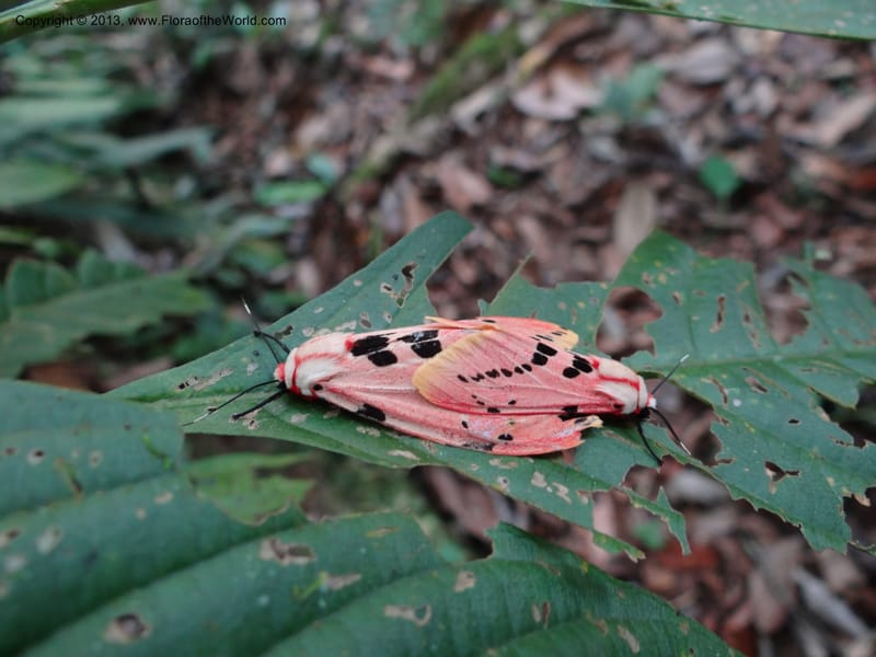 Malaysia, Saban. Mt. Kinabalu. 6 Apr 2012. DSC07384 (4).JPG