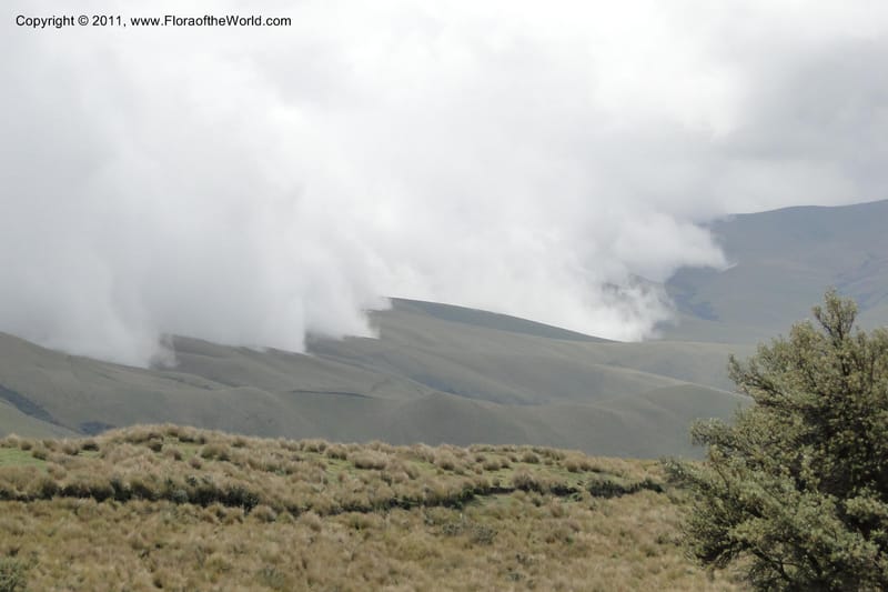Ecuador. Pichincha. Res. Ecol. Ilinizas. 4 June 2011. 347.jpg