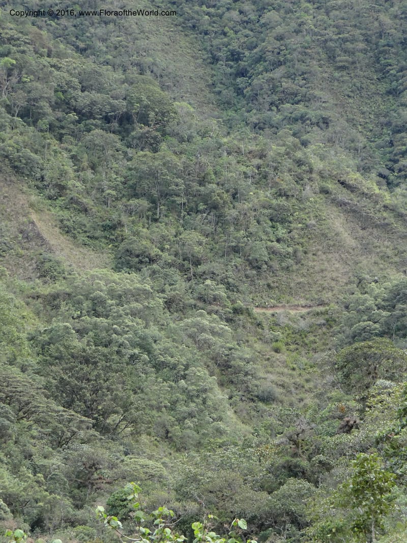 Ecuador. Zamora-Chinchipe. San francisco habitat. DSC05230 (2).JPG