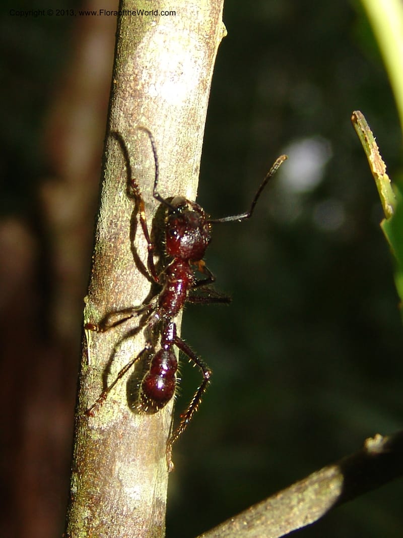 Paraponera--Bolivia.  Pq. Nal. Madidi.  Chalalan, Sendero sin nombre. 24 Sep 06.  219.jpg