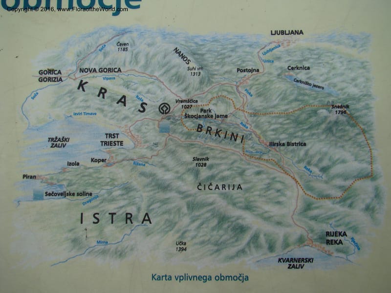 Slovenia. 2 km W of Skocjan on Rd 301. 16 May 08. 003.jpg