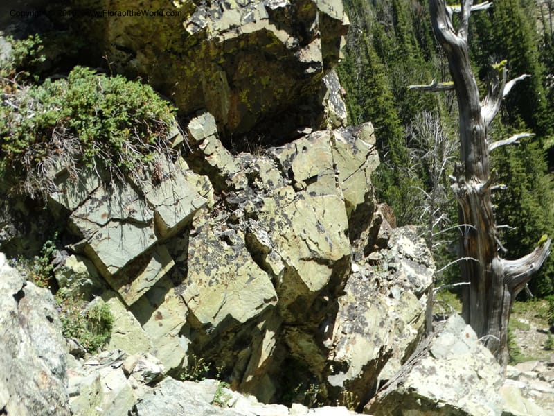 ID. Idaho Co. Seven Devils Mtns. 20 Jul 2015. DSC07745 (101).JPG
