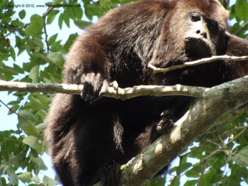 Howler monkey--Mexico. Chiapas. Bajlum Pakal. 16 Feb 2012. DSC02400 (69).JPG