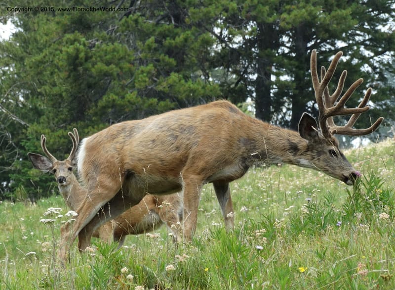 ID. Idaho Co. Seven Devils Campground. 11 Aug 2014. DSC00412 (3).JPG