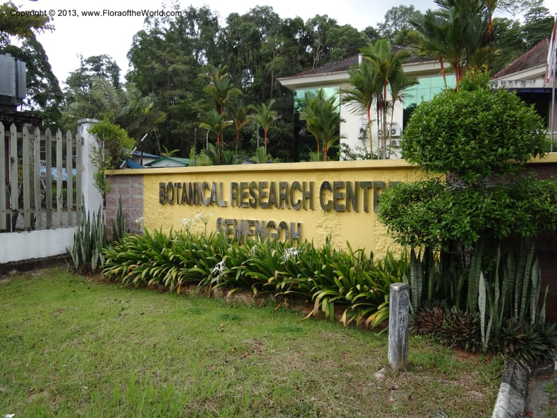 Malaysia, Sarawak.. Bot. Res. Center, Semengoh. 26 Mar 2012 (3).JPG