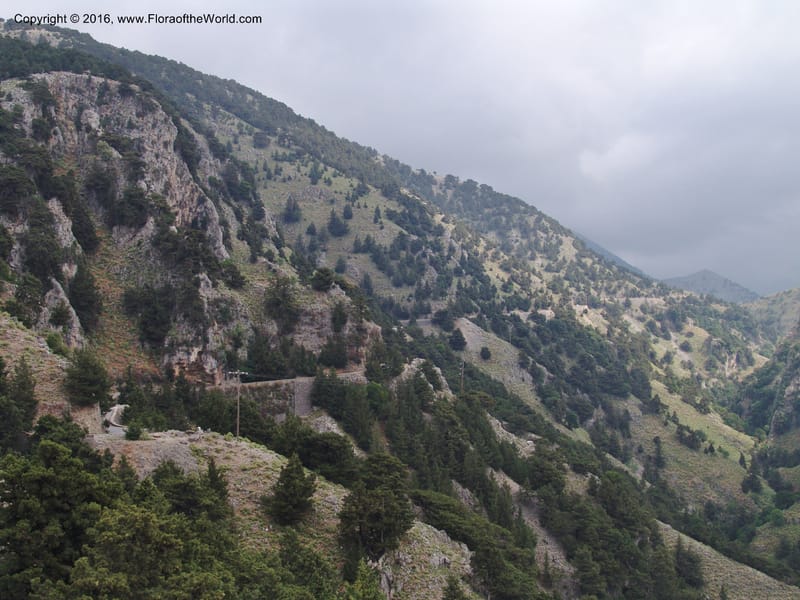Crete. Imbros Gorge. 29 May 05. 026.jpg