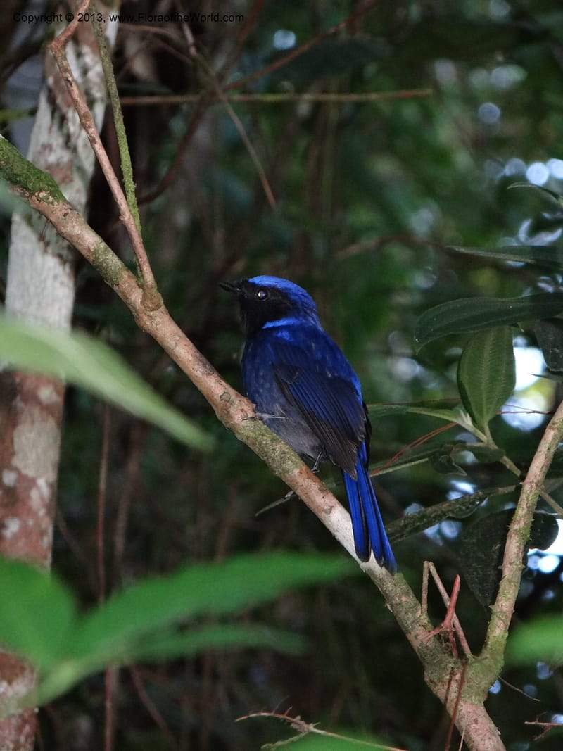 Thailand. Chiang Mai Prov. Doi Inthanon Nat. Park. 8 Nov 2012. DSC07747 (255).JPG