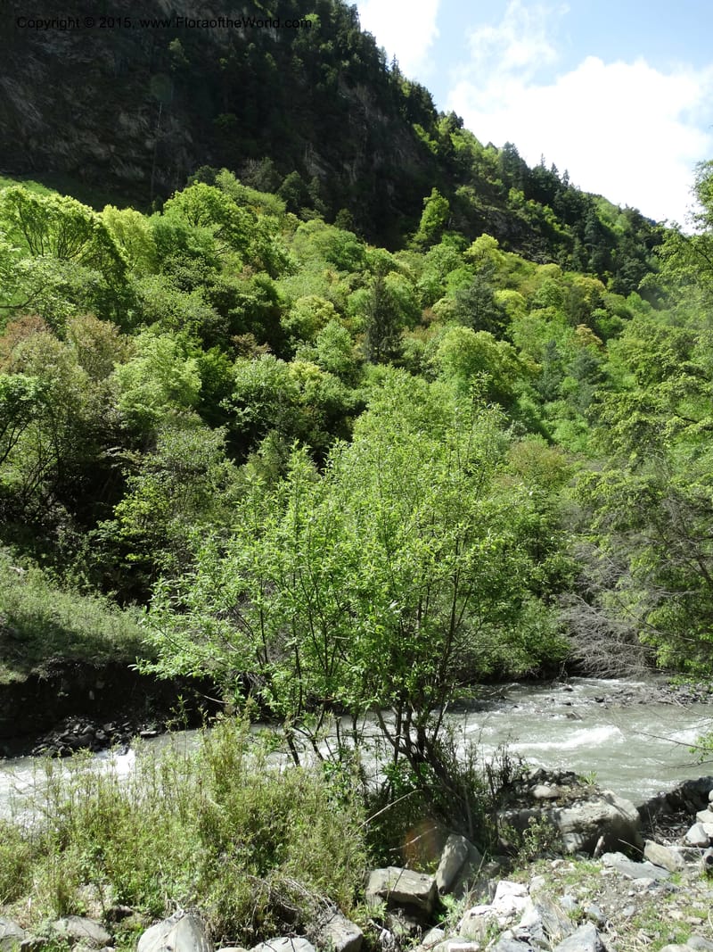 China. Sichuan. SuoLuoGou Village. 10 May 2014. DSC04925 (182).JPG