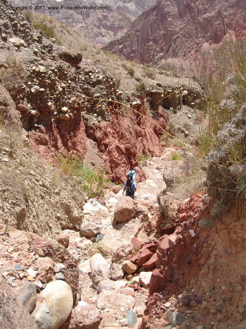 Bolivia. La Paz. Send. Aguila. 4 Dec 04. 050.jpg