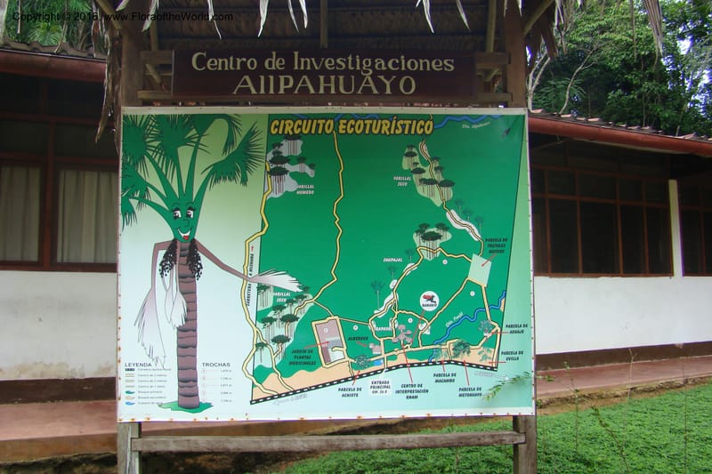 Peru. Loreto. Dto. Iquitos. Res. Allpahuayo-Mishana. 19 Nov 08. 001.jpg