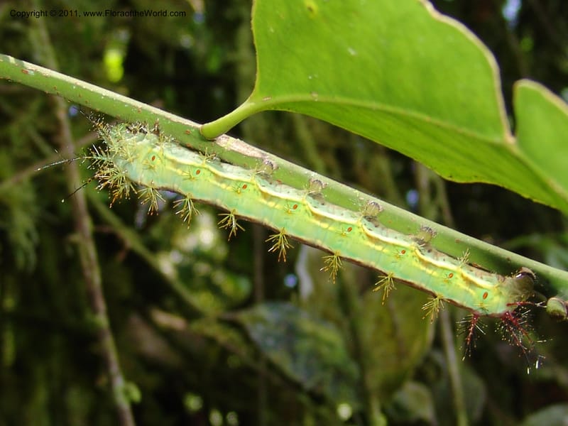 Caterpillar--Ecuador. Maquipucuna Biol. Res. Send. Princip. 12 Mar 06. 165.jpg