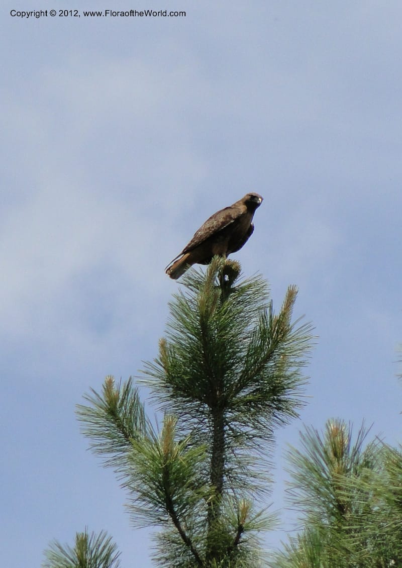 Buteo jamaicensis, red-tailed hawk--Idaho. Adams Co. Fish Lake Rd. 10 July 2011. 065.jpg