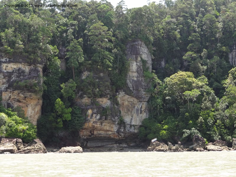 Malaysia, Sarawak. Bako Nat. Park. 29 Mar 2012.  DSC06061 (4).JPG