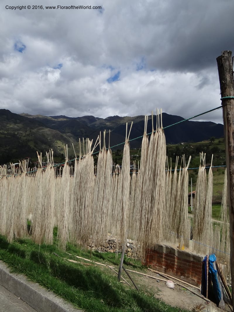 Ecuador. Azuay. Sigsig. 2 Oct 2012. DSC06351 (344).JPG