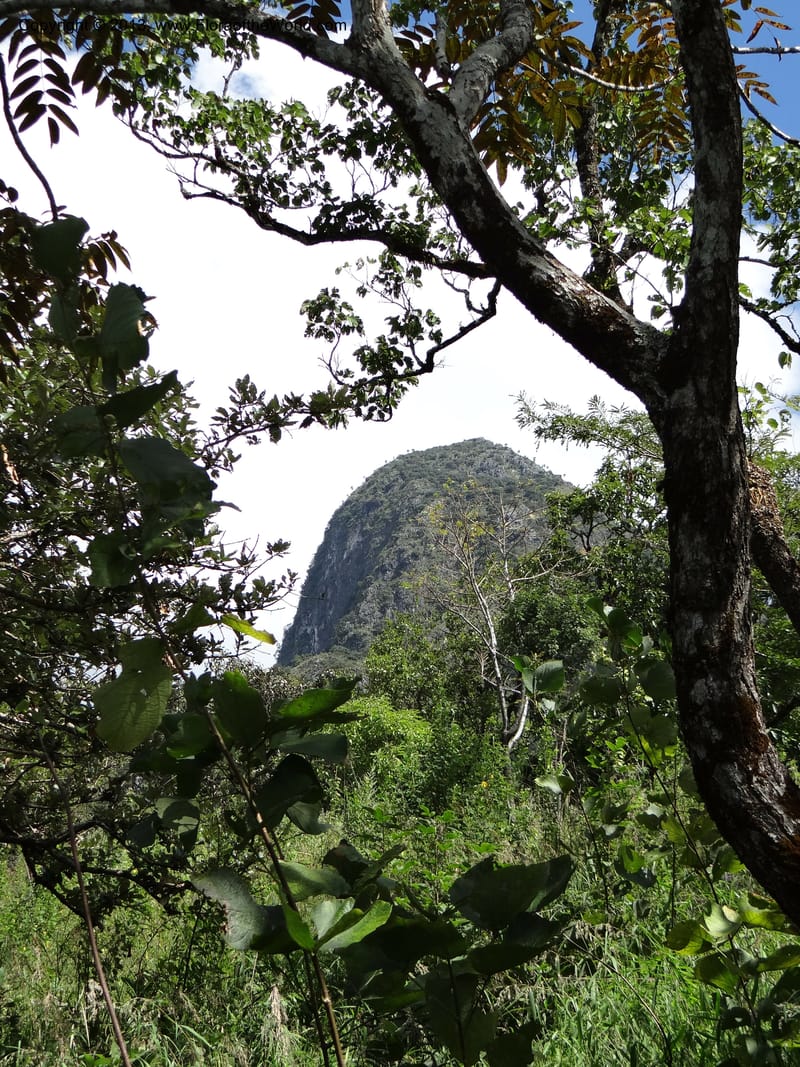 Thailand. Chiang Mai Prov. Doi Chiang Dao Wildl. Sanctuary. 11 Nov 2012. DSC08648 (103).JPG