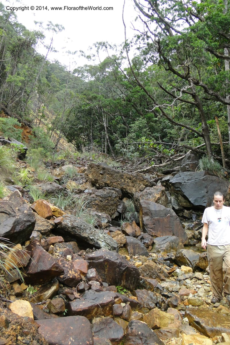 New Caledonia. Nodela Reserve. 19 Feb 2011. 093.jpg