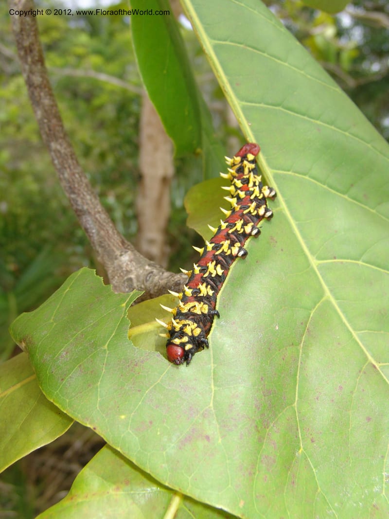 Caterpillar on Terminalia catappa--Madag. Antsir. Nosy Be. Lokobe Forest. 15 Nov 06. 092.jpg