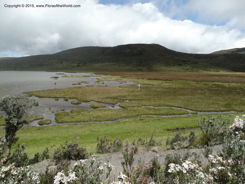 Ecuador. Cotopaxi. 23 Apr 2015. DSC02466 (86).JPG