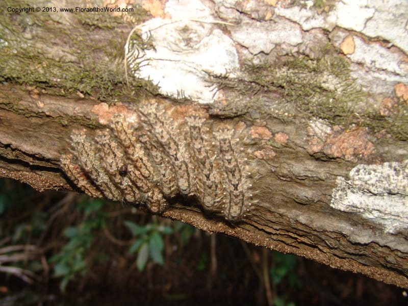 Caterpillars--Bolivia.  Pq. Nal. Madidi. Margin, Laguna Chalalan. 23 Sep 06. 217.jpg