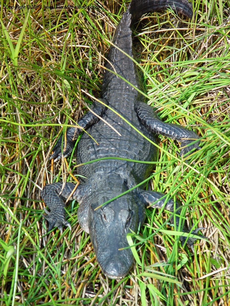 FL. Everglades Nat. Pk. Royal Palm Vis. Ctr. 15 Jan 03. 017.jpg