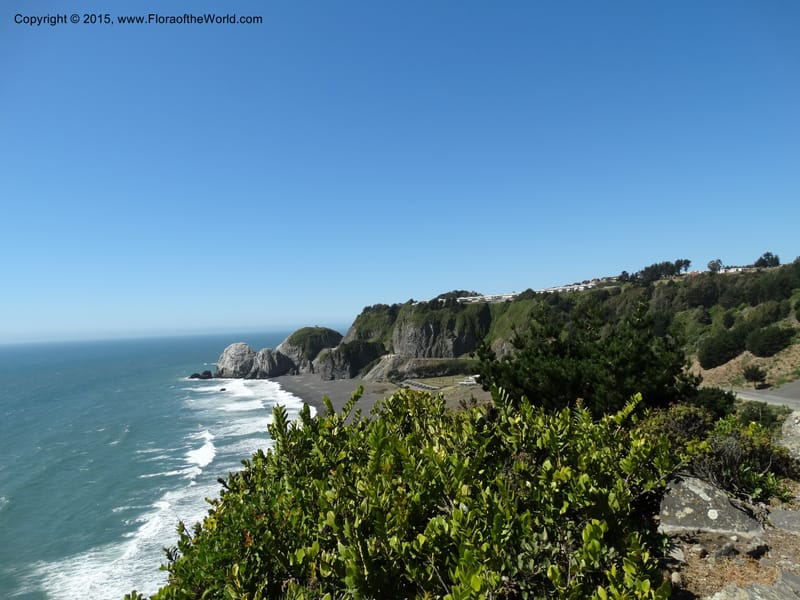 Chile. Coastal rd S of Constitucion. 25 Nov 2014. DSC08074 (159).JPG